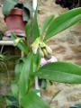 Epidendrum cristatum